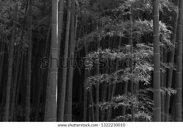 Bamboo Forest Arashiyama Kyoto Japan Stock Photo (Edit Now) 1322230010