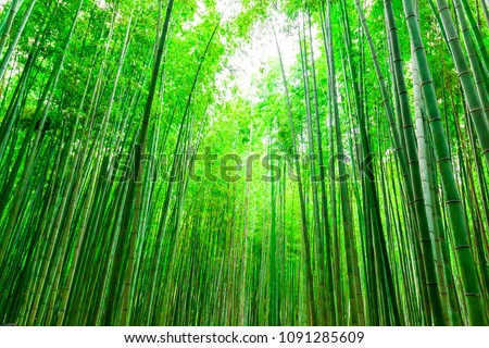 Bamboo forest at Arashiyama, Kyoto,Japan.Bamboo Background.kyoto lanndmarks .green background.
