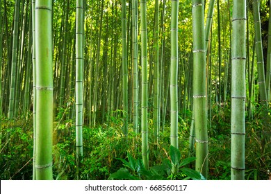 Bamboo forest of Arashiyama near Kyoto, Japan - Powered by Shutterstock