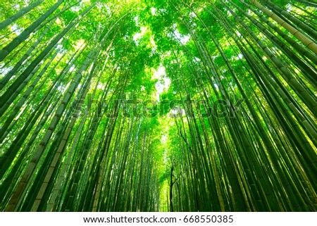 Bamboo forest of Arashiyama near Kyoto, Japan