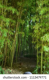 Bamboo Forest At The Atlanta Zoo