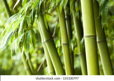 Bamboo Forest Background