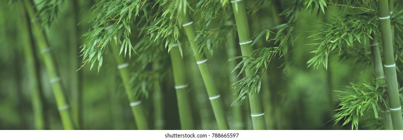 Bamboo forest background - Powered by Shutterstock