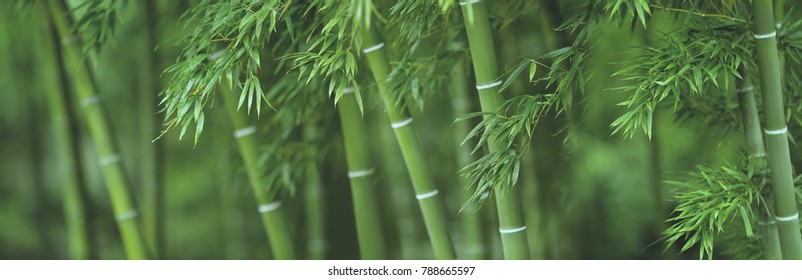 Bamboo Forest Background