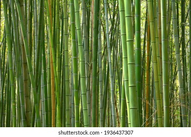 Bambus-Waldhintergrund - Japanische Natur. Sagano Bamboo Grove von Arashiyama.