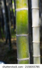 Bamboo forest background. Background material bamboo garden bamboo forest bamboo pole