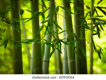 Bamboo forest background. Shallow DOF - Powered by Shutterstock