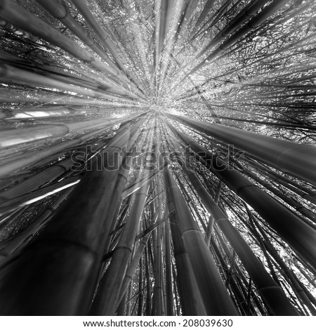bamboo forest black and white photo