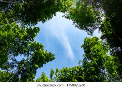 Bamboo Forest With Blue Sky.