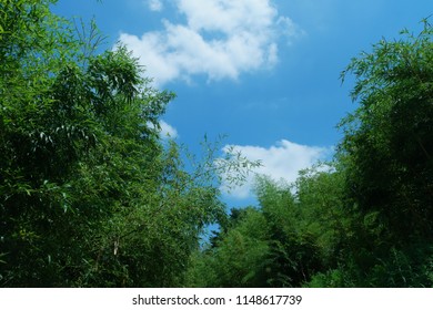 Bamboo Forest With Blue Sky In South Korea