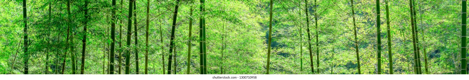 Bamboo Forest Decoration Background in the Afternoon Sunshine with Super-long Pictures.