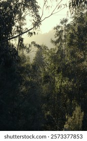 bamboo forest, eucalyptus trees, mixed forest, green foliage, tranquil nature, dense forest, exotic plants, natural landscape, tall trees, tropical atmosphere, lush greenery, forest scenery, bamboo st