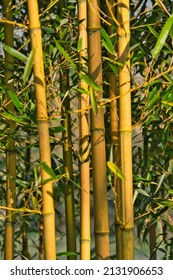 Bamboo forest, exotic asian tropical atmosphere. Green trees in meditative feng shui zen garden. Quiet calm grove, morning harmony freshness in thicket. Japanese or chinese natural oriental aesthetic.
