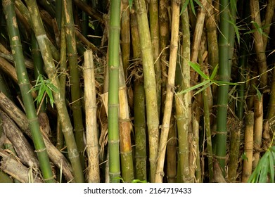 Bamboo forest. Bamboo forest, exotic asian tropical atmosphere. Quiet calm grove, morning harmony freshness in thicket. Japanese or chinese natural oriental aesthetic.