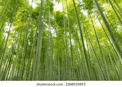 Bamboo forest with fresh green leaves - Powered by Shutterstock