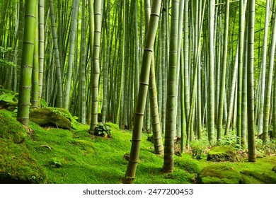 Bamboo forest, bamboo garden, high density, stones and ground covered by moss.