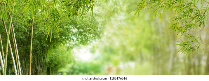 Bamboo forest and green meadow grass with natural light in blur style. Bamboos green leaves and bamboo tree with bokeh in nature forest. Nature pattern view of leaf on blurred greenery background. - Powered by Shutterstock