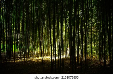 Bamboo Forest Grove In Narragansett Bay Rhode Island 