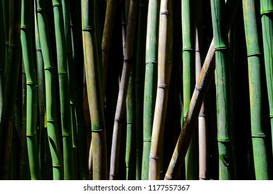 Bamboo Forest Hawaii