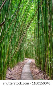 Bamboo Forest Hawaii