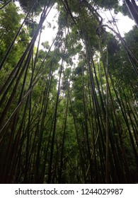 Bamboo Forest Hawaii