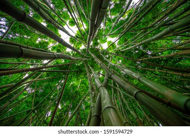 Bamboo Forest Hawaii Hike Trail