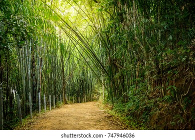 Bamboo forest hiking path with sun rays coming through at Ratchaprapha Dam at Khao Sok National Park, Surat Thani Province, Thailand