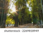 Bamboo Forest at Hutan Bambu Keputih, Sukolilo, Surabaya.