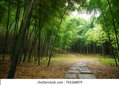 Bamboo Forest Inside A Mysterious Mountain In China