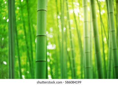 Bamboo Forest In Japan.