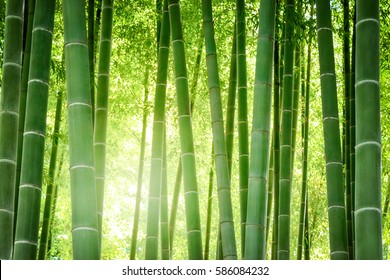 Bamboo Forest In Japan.