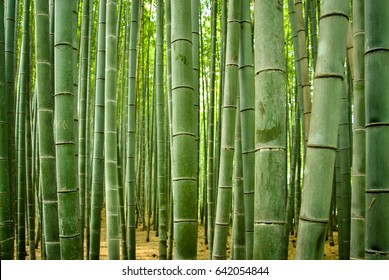 Bamboo Forest In Japan Closeup