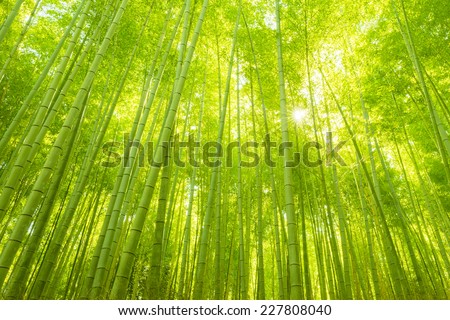 Bamboo Forest in Japan. Bamboo Groove in Arashiyama, Kyoto.