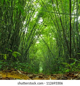 Bamboo Forest. Jungle Background In Thailand