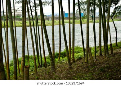  The Bamboo Forest And Kiso River.