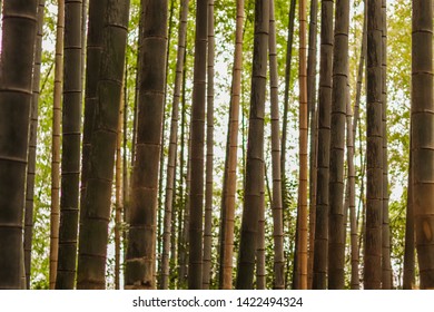 Fotos Imágenes Y Otros Productos Fotográficos De Stock