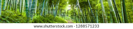 bamboo forest landscape panorama