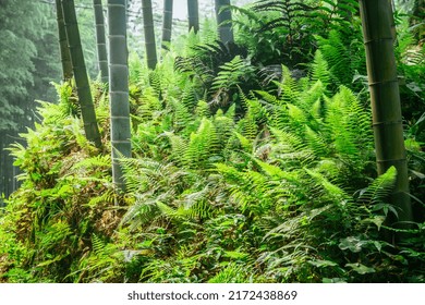 Bamboo Forest, Located In Sichuan, China