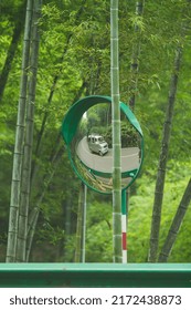 Bamboo Forest, Located In Sichuan, China