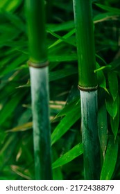 Bamboo Forest, Located In Sichuan, China