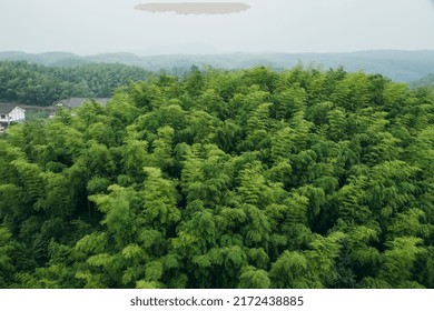 Bamboo Forest, Located In Sichuan, China