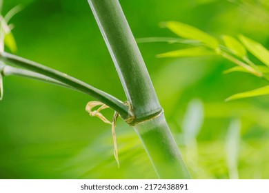 Bamboo Forest, Located In Sichuan, China