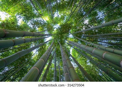 Bamboo Forest, A Look To The Sky