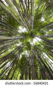 Bamboo Forest Looking Up At The Sky Jungle Rainforest Background Lush Vegetation Tall Grasses In Exotic Garden Lines Coming Together In Center Thick Stems Going Up Green Rain Forest Background