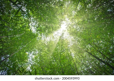 Bamboo forest looking up in the sky, low angle view. Beauty in nature. - Powered by Shutterstock