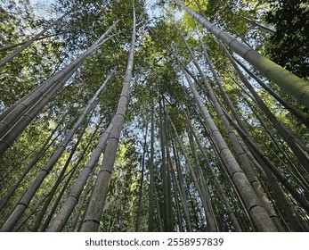 Bamboo forest from a low-angle view, looking up at tall, slender bamboo stalks reaching toward the sky, with sunlight filtering through the dense green foliage above. - Powered by Shutterstock