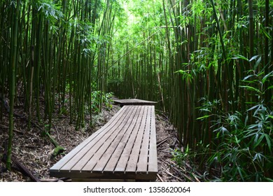 Bamboo Forest Maui