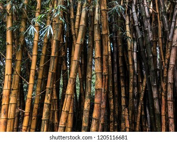 Bamboo Forest In Maui, Hawaii