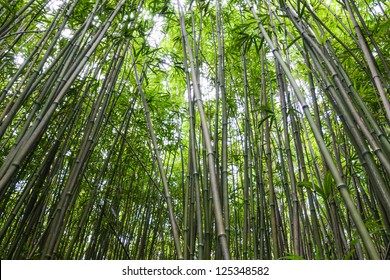 Bamboo Forest In Maui Hawaii