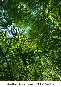 Bamboo Forest In Maui, Hawaii